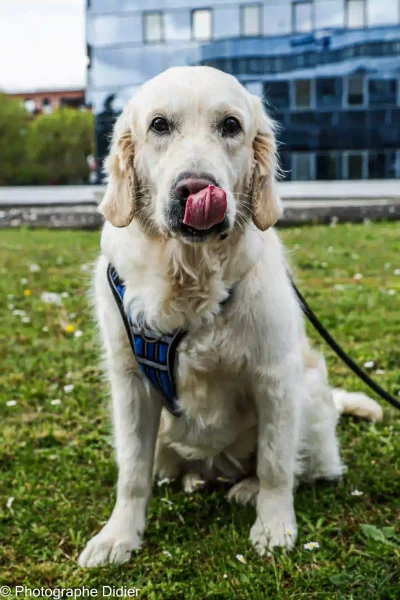 Chien Photo animal