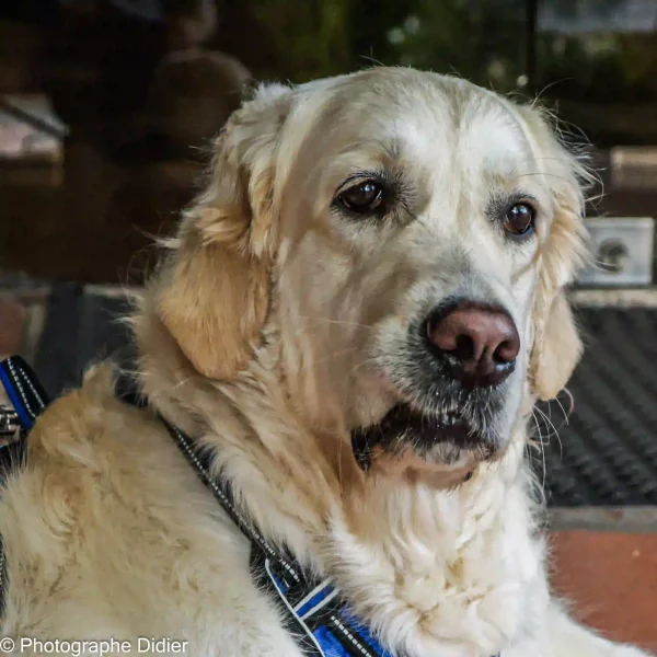 Chien Photo animal