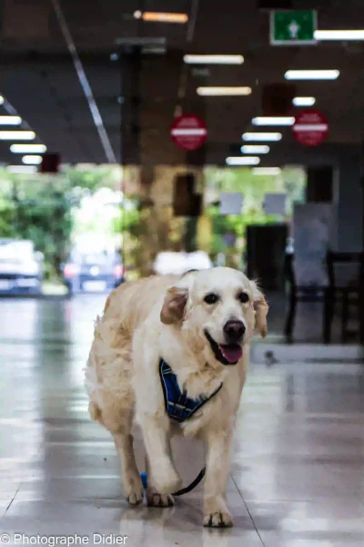 Chien Photo animal